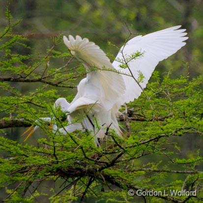 Breeding Egrets 46105.jpg - Great Egret (Ardea alba)Photographed at Lake Martin near Breaux Bridge, Louisiana, USA.